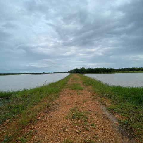 ขายที่ดินเปล่า 6 ไร่ ติดถนนทางหลวงชนบท อำเภอระโนด สงขลา 