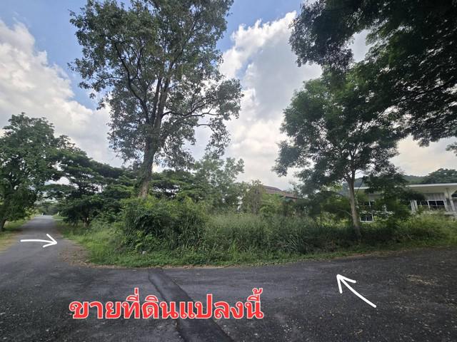 พื้นที่ดิน ภูภัทรา เขาใหญ่  พื้นที่เท่ากับ 290 ตร.วา 0 งาน 0 ไร่  ใกล้กับ พีบีวัลเลย์  ราคาจับต้องได้