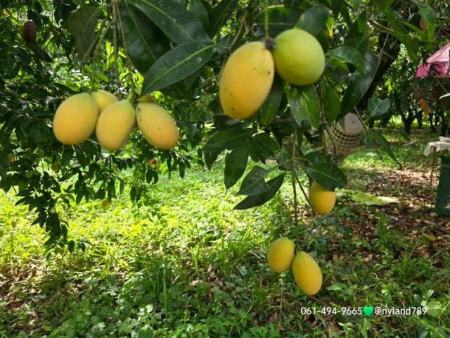 ขายที่สวนใกล้ รร.นายร้อยจปร. ต.พรหมณี อ.เมือง จ.นครนายก เดินทางง่าย ใกล้ชุมชน ทำเลดี ใกล้ถนนหลัก การเดินทางก็สะดวกมากๆ